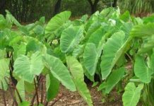 अरबी के पत्तों में छुपा है पोषण का भंडार Nutritional reserves are hidden in Arabic leaves