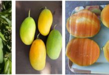 पूरे साल फल देने वाली आम की एक खास किस्म ‘सदाबहार’