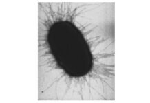 आंत के बैक्टीरिया का व्यवहार समझाने के लिए नया शोध New research to explain behavior of gut bacteria