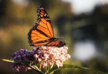 भारतकी 35 तितली प्रजातियों पर अस्तित्व का संकट India's 35 butterfly species are in danger of existence