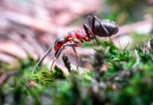 चींटी के फौलादी दाँतों के पीछे छिपे रहस्य का खुलासा The secret behind the ant's steely teeth revealed