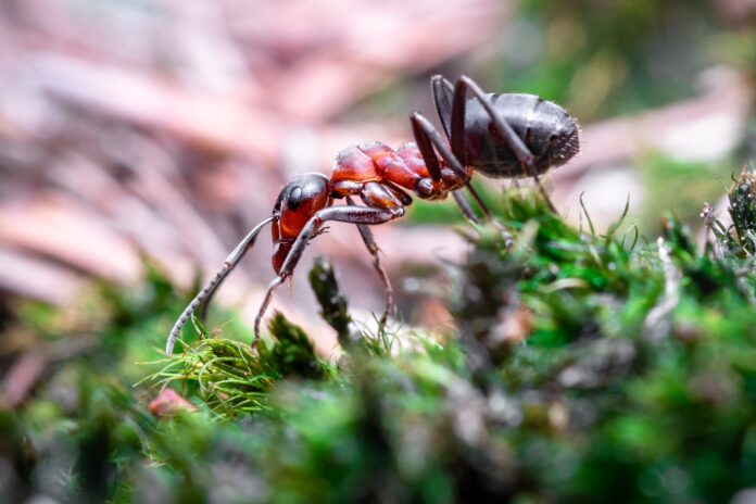 The secret behind the ant's steely teeth revealed