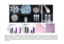 कोर्निया को चोट से होने वाले नुकसान के उपचार के लिए हाइड्रोजेल विकसित Hydrogel developed for treatment of cornea injury