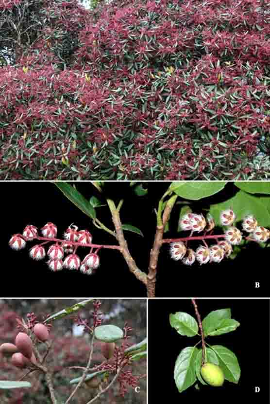 NBRI scientists discovered eight new plant species