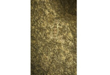 शहरों में सुकून की नींद तलाश रही चट्टानों पर रहने वाली छिपकली Lizards living on rocks looking for rest in cities