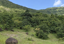 जैव विविधता संरक्षण में मददगार हो सकता है नया अध्ययन Study to help biodiversity conservation