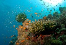 समुद्र की गहराई में छिपे हैं एक नई अर्थव्यवस्था के सूत्र The secrets of a new economy are hidden in the depths of the sea