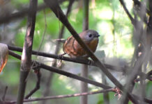 सुदूर अरुणाचल में अध्ययनकर्ताओं को मिला दुर्लभ गवैया पक्षी Rare songbird found by researchers in remote Arunachal