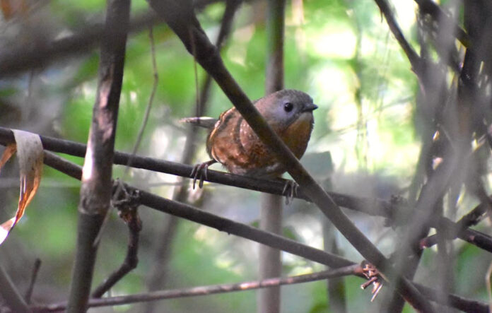 Rare songbird found by researchers in remote Arunachal